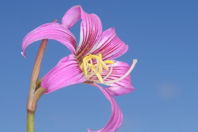 Rhodolirium montanum, photographed by aacocucci