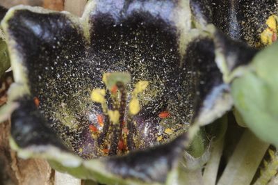 Jaborosa laciniata, photographed by aacocucci