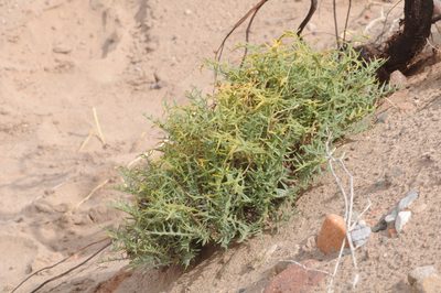 Jaborosa leucotricha, photographed by aacocucci