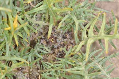 Jaborosa leucotricha, photographed by aacocucci