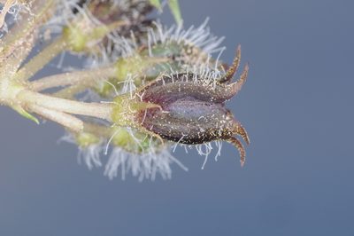 Jaborosa leucotricha, photographed by aacocucci