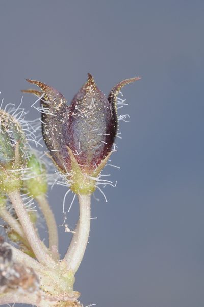 Jaborosa leucotricha, photographed by aacocucci