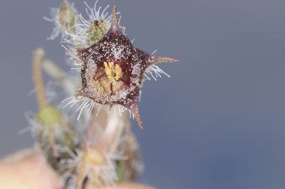 Jaborosa leucotricha, photographed by aacocucci