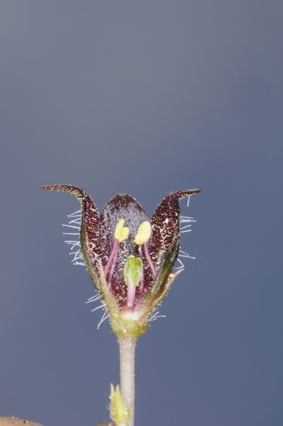 Jaborosa leucotricha, photographed by aacocucci