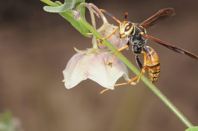 Philibertia gilliesii, photographed by aacocucci