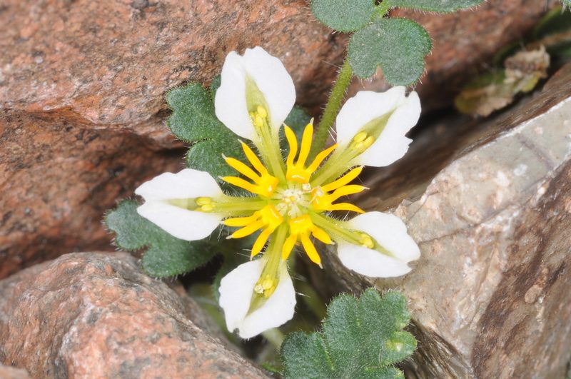 Caiophora pulchella, photographed by aacocucci