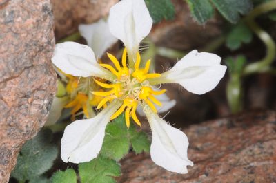 Caiophora pulchella, photographed by aacocucci