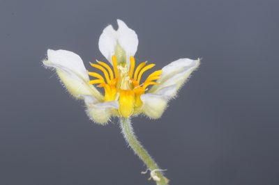 Caiophora pulchella, photographed by aacocucci