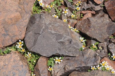 Caiophora pulchella, photographed by aacocucci