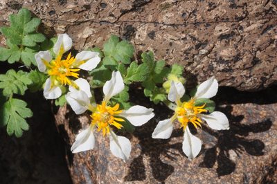 Caiophora pulchella, photographed by aacocucci