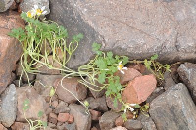 Caiophora pulchella, photographed by aacocucci