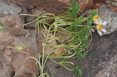 Caiophora pulchella, photographed by aacocucci