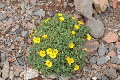 Oxalis cinerea, photographed by aacocucci