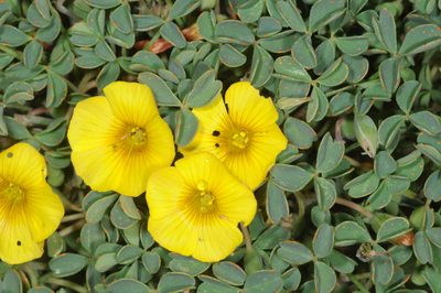 Oxalis cinerea, photographed by aacocucci