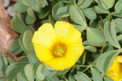 Oxalis cinerea, photographed by aacocucci