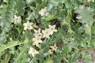 Jaborosa caulescens, photographed by aacocucci