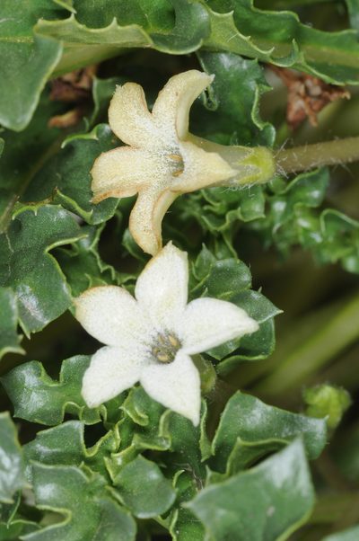 Jaborosa caulescens, photographed by aacocucci