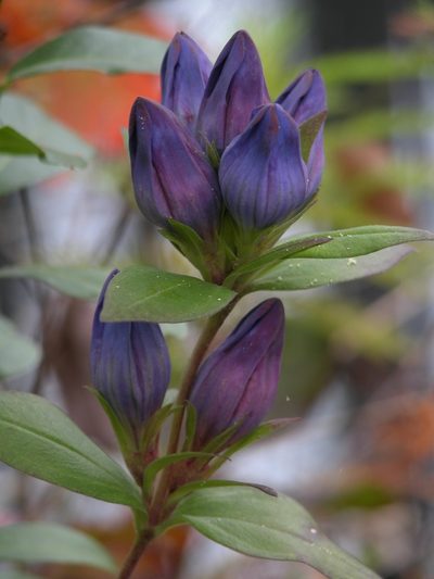 Gentiana catesbaei, photographed by Alpha Wolf