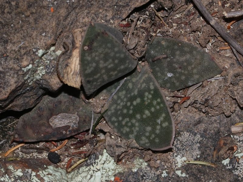 Gasteria vlokii, photographed by Brian du Preez