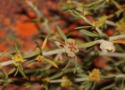 Pollichia campestris, photographed by Brian du Preez