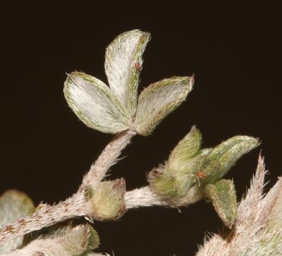 Lotononis rabenaviana, photographed by Brian du Preez