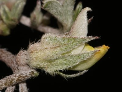 Lotononis rabenaviana, photographed by Brian du Preez