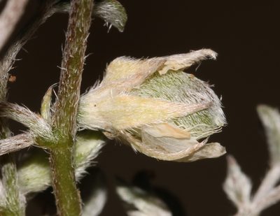 Lotononis rabenaviana, photographed by Brian du Preez