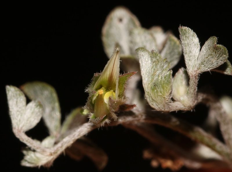 Lotononis rabenaviana, photographed by Brian du Preez