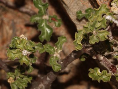 Fockea capensis, photographed by Brian du Preez