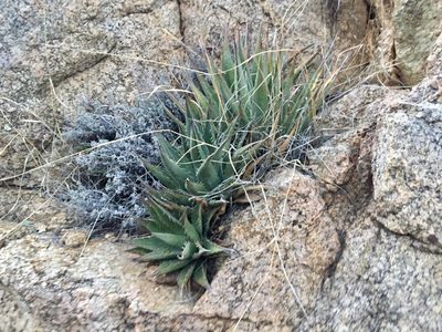 Agave mckelveyana, photographed by CK2AZ