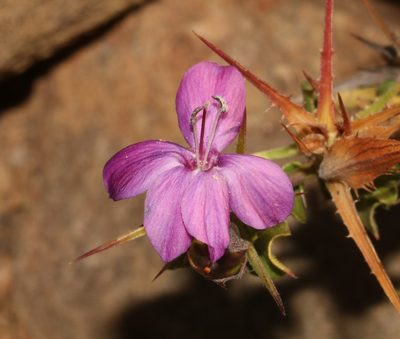 Barleria pungens, photographed by Brian du Preez
