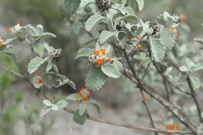 Buddleja marrubiifolia, photographed by Juan Cruzado Cortés