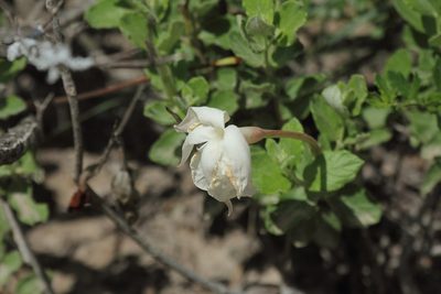 Mandevilla lanuginosa, photographed by Juan Cruzado Cortés
