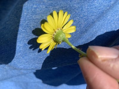 Senecio californicus, photographed by Jim Riley