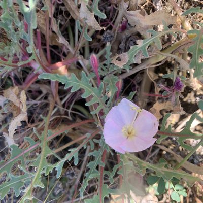Oenothera wigginsii, photographed by Jim Riley