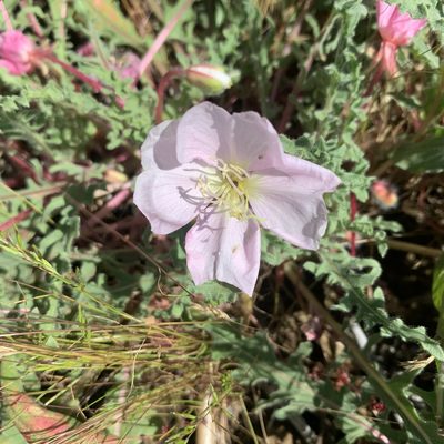 Oenothera wigginsii, photographed by Jim Riley