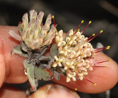 Leucospermum wittebergense, photographed by Brian du Preez
