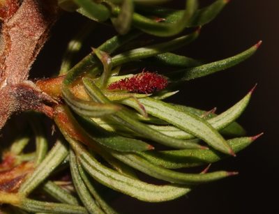 Cliffortia arcuata, photographed by Brian du Preez