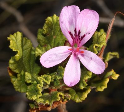 Pelargonium panduriforme, photographed by Brian du Preez