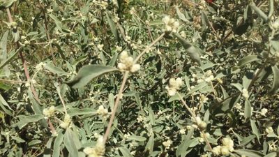 Alternanthera albida, photographed by aacocucci
