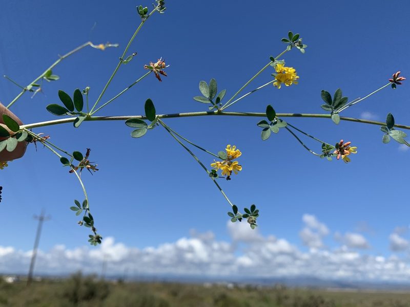 Acmispon watsonii, photographed by Jim Riley