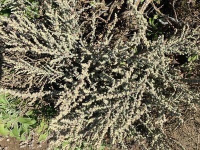 Atriplex julacea, photographed by Jim Riley