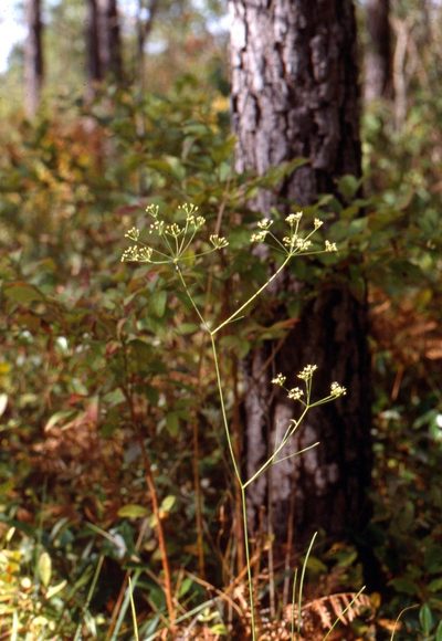Oxypolis ternata, photographed by Alpha Wolf