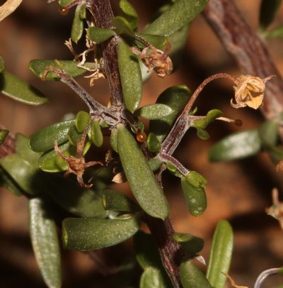 Theilera robusta, photographed by Brian du Preez