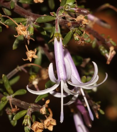Theilera robusta, photographed by Brian du Preez
