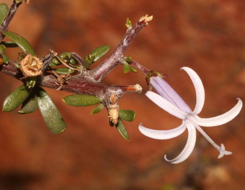 Theilera robusta, photographed by Brian du Preez