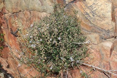 Theilera robusta, photographed by Brian du Preez