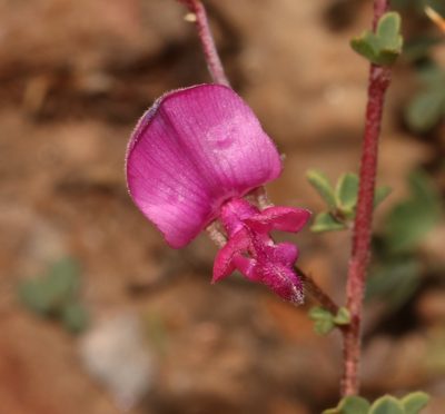 Indigofera denudata, photographed by Brian du Preez