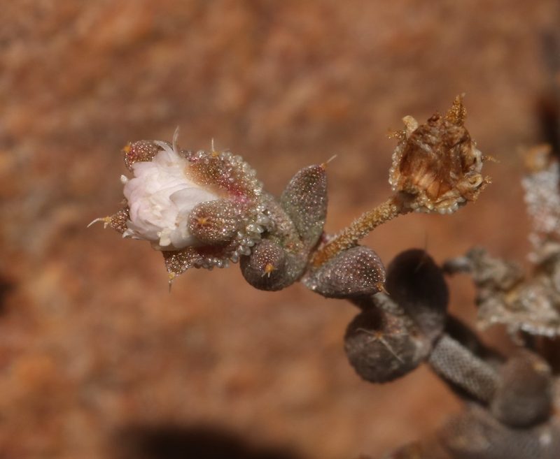 Trichodiadema obliquum, photographed by Brian du Preez