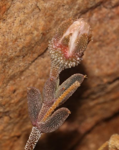 Trichodiadema obliquum, photographed by Brian du Preez